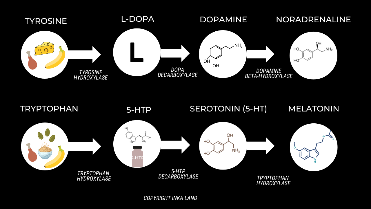 Serotonin vs. Dopamine: What Are the Differences?