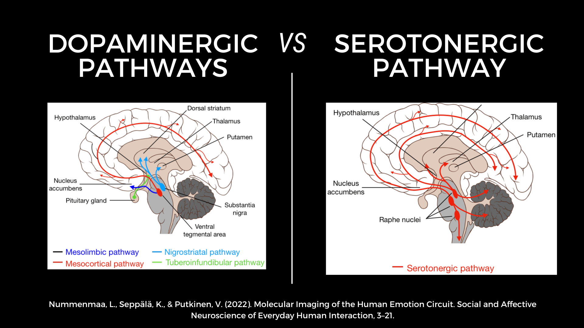 Serotonin vs. Dopamine: What Are the Differences?