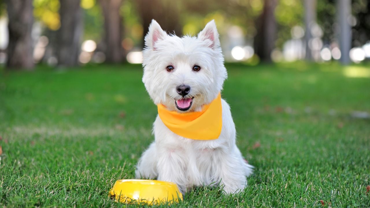 Puppy Training and Behavior