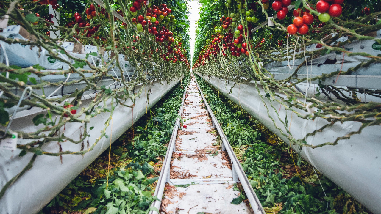 tomato hydroponics 