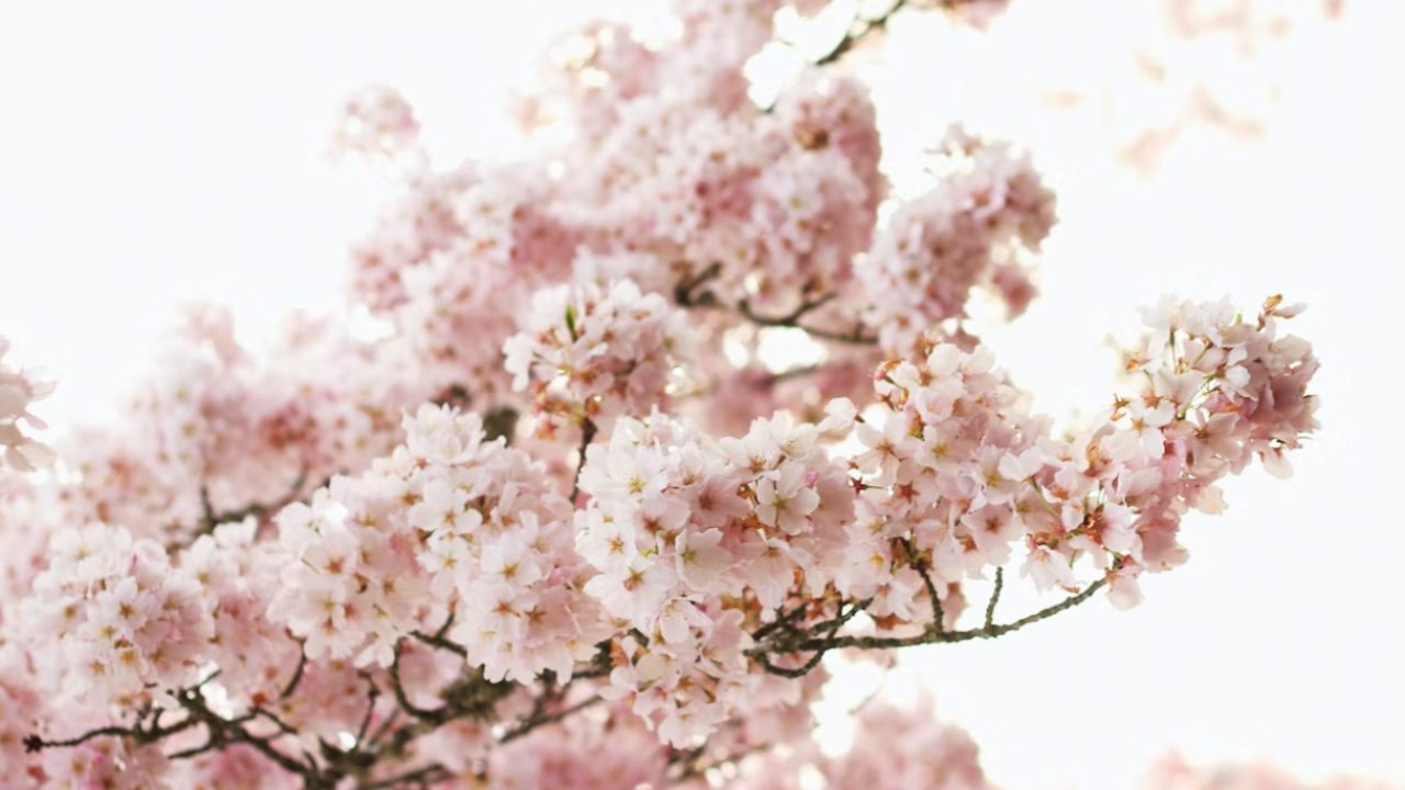 pink-blossom-branches