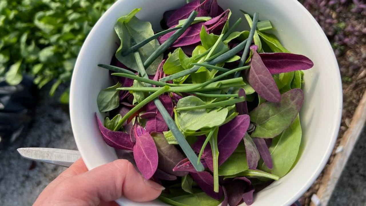 Høst små blader av salat og andre bladgrønnsaker