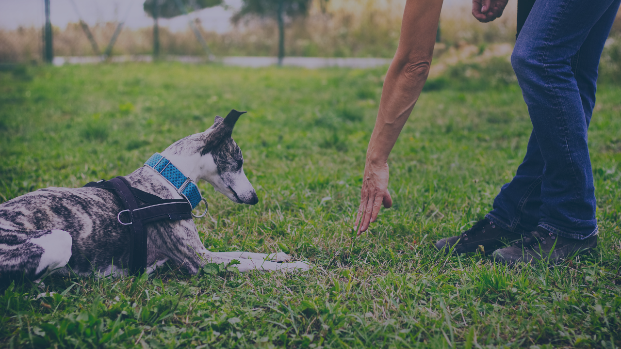 An owner training his obedient border collie in a park. 