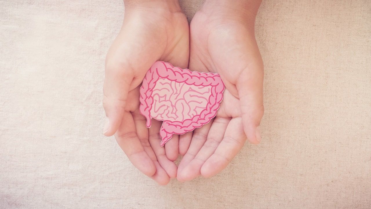 female hands holding a small model of the digestive tract