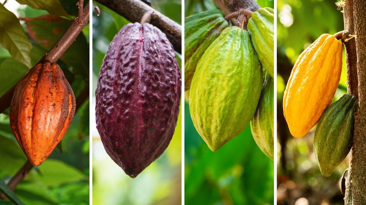 Impact Of Cacao Variety And Genetic On Chocolate Flavour Profile Impact Of Cacao Variety And Genetic On Chocolate Flavour Profile