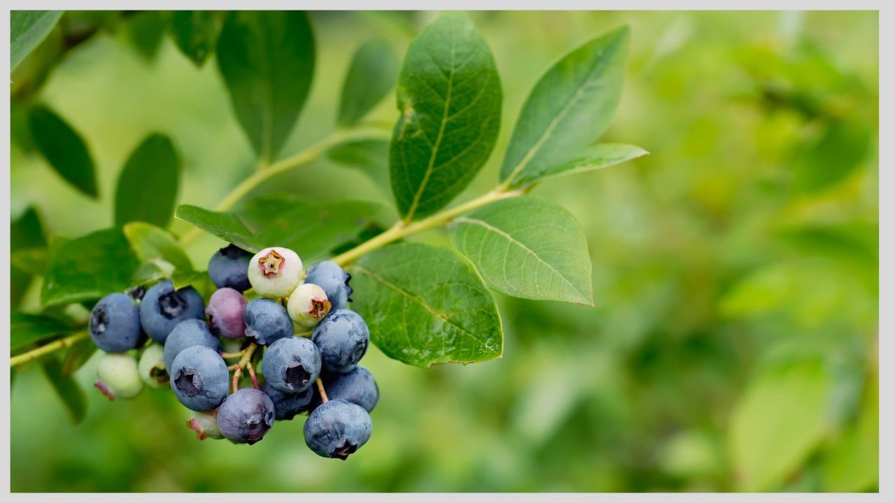 Ihana marjatarha omaan pihaan