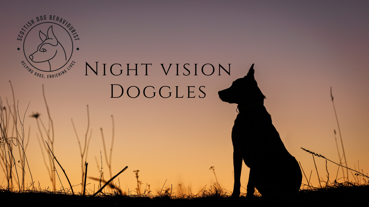 do dogs have good night vision