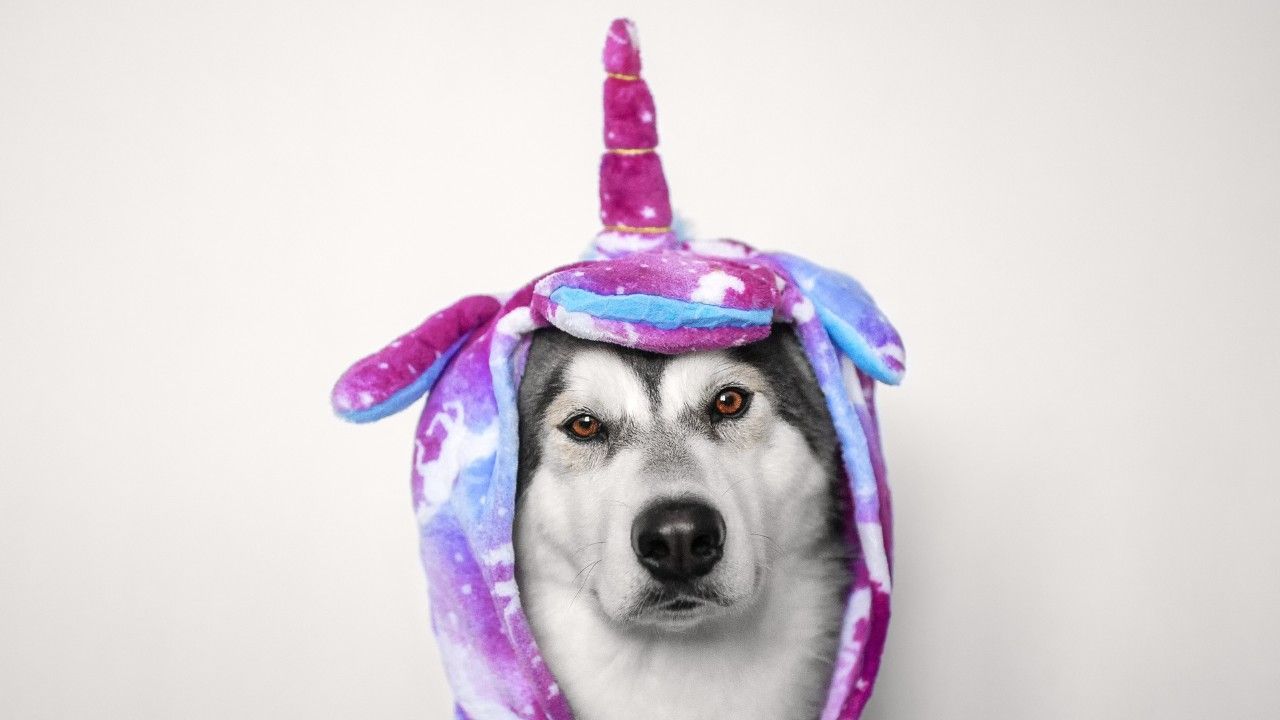 Husky dog with a unicorn pajama on representing work life balance as a mythical or misunderstood concept.