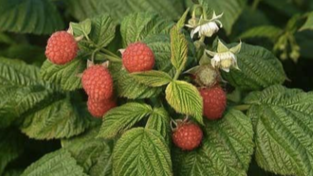 red raspberry leaf for uterine health