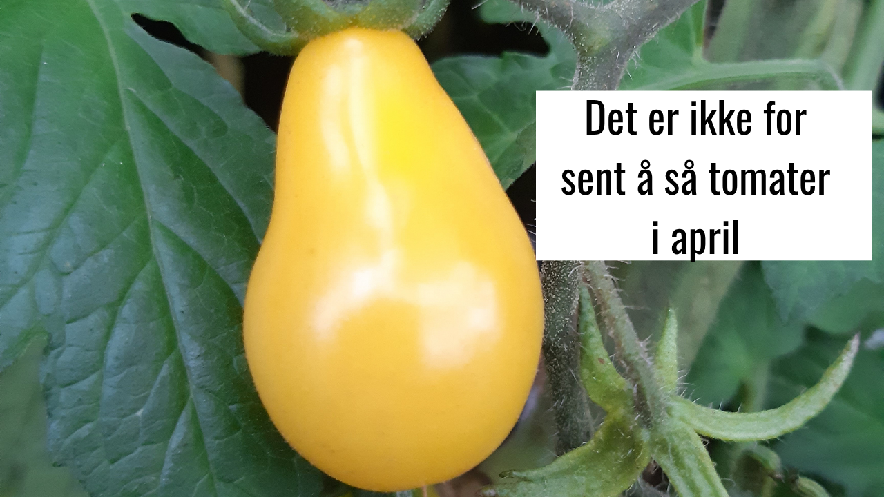 sa tomater i april