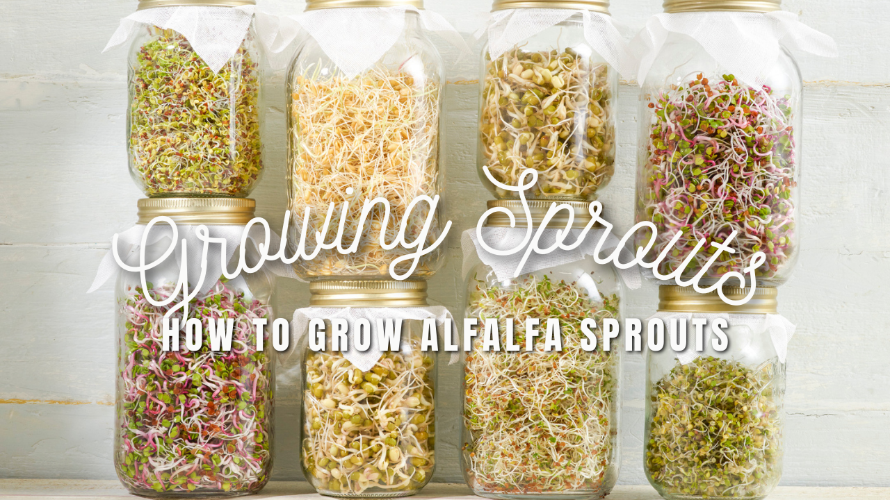 Growing Alfalfa Sprouts Indoors This Winter