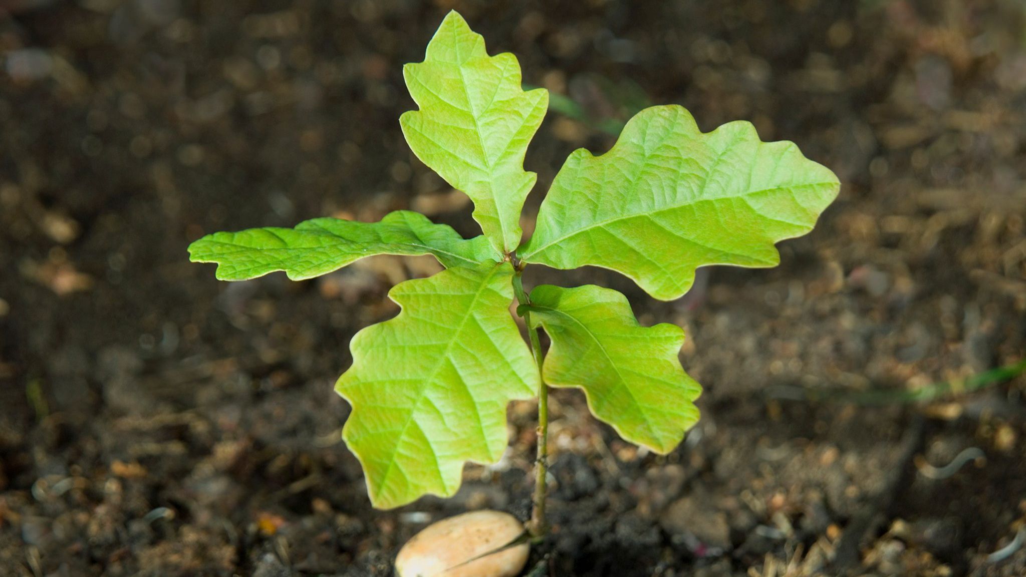 Council Backs Motion To Give Oak Saplings To Bereaved Families