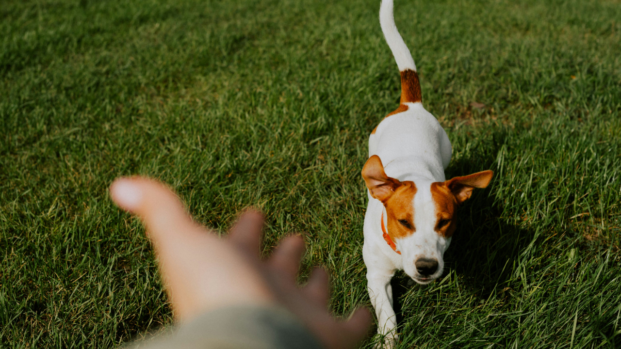 Dog Control Orders In Ballymoney Parks