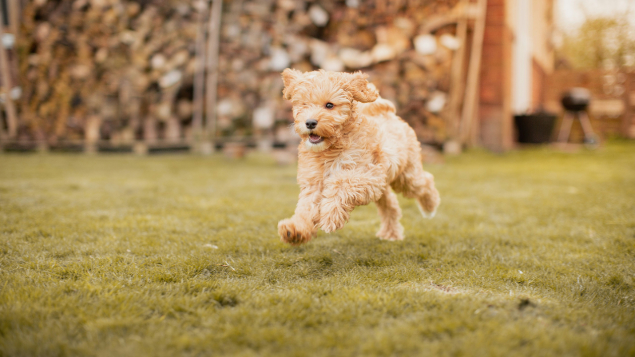 Dog Activity Park Approved at Vale Centre in Greysteel
