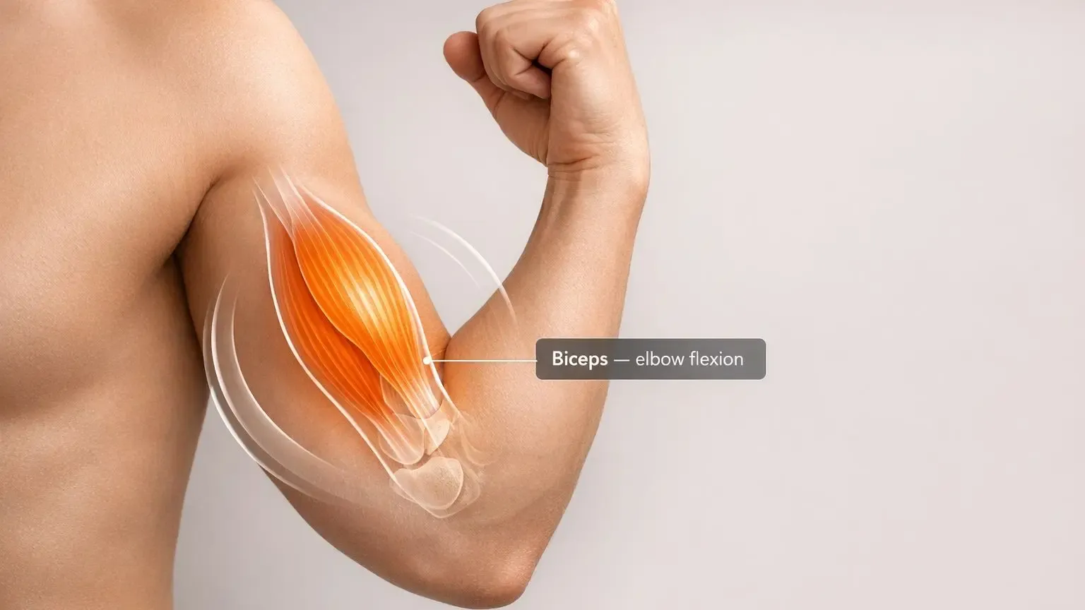 muscle-function-analyzer-institute-of-human-anatomy