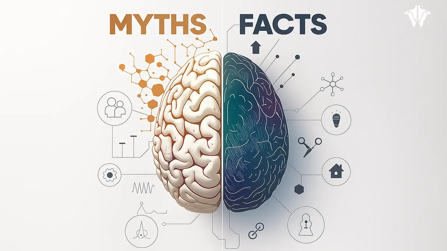 Myths vs facts brain graphic separating fiction from truth in human anatomy