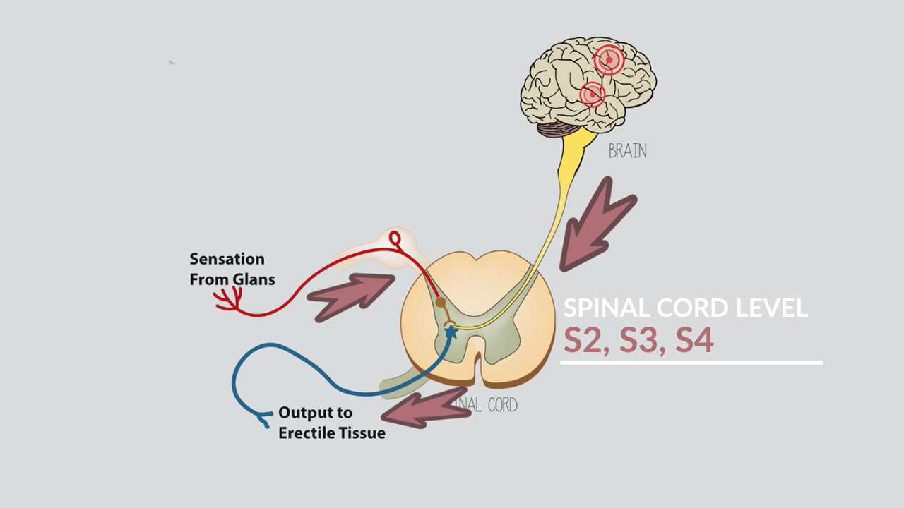 Diagram showing the reflex arc for clitoral erection, illustrating the connection from sensation in the glans, through the spinal cord (S2, S3, S4 level), to the brain, and back to output to the erectile tissue.