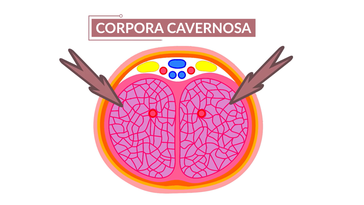 Cross-section diagram illustrating the paired corpora cavernosa, two columns of sponge-like tissue that fill with blood and become engorged during a female erection, from the How Female Erections Work: Anatomy & Function blog post.
