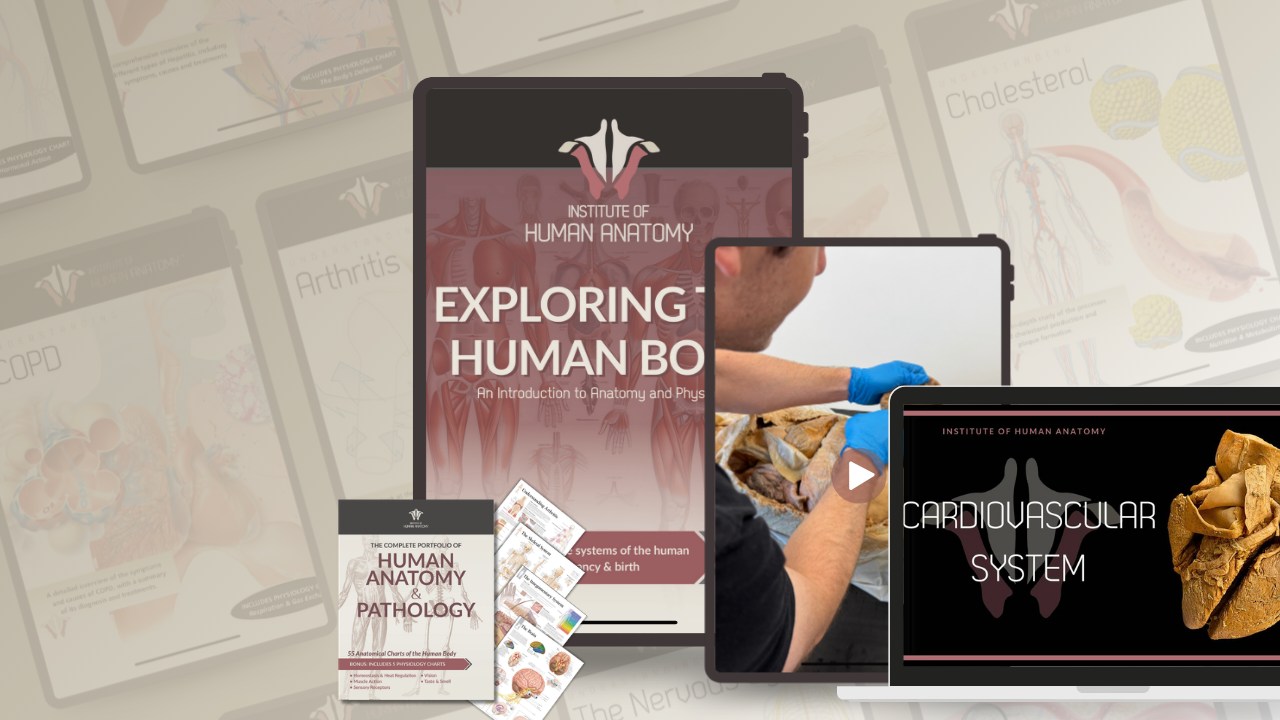 Institute of Human Anatomy digital resources, including anatomy eBooks, quiz packs, online courses, and cadaver-based educational videos.