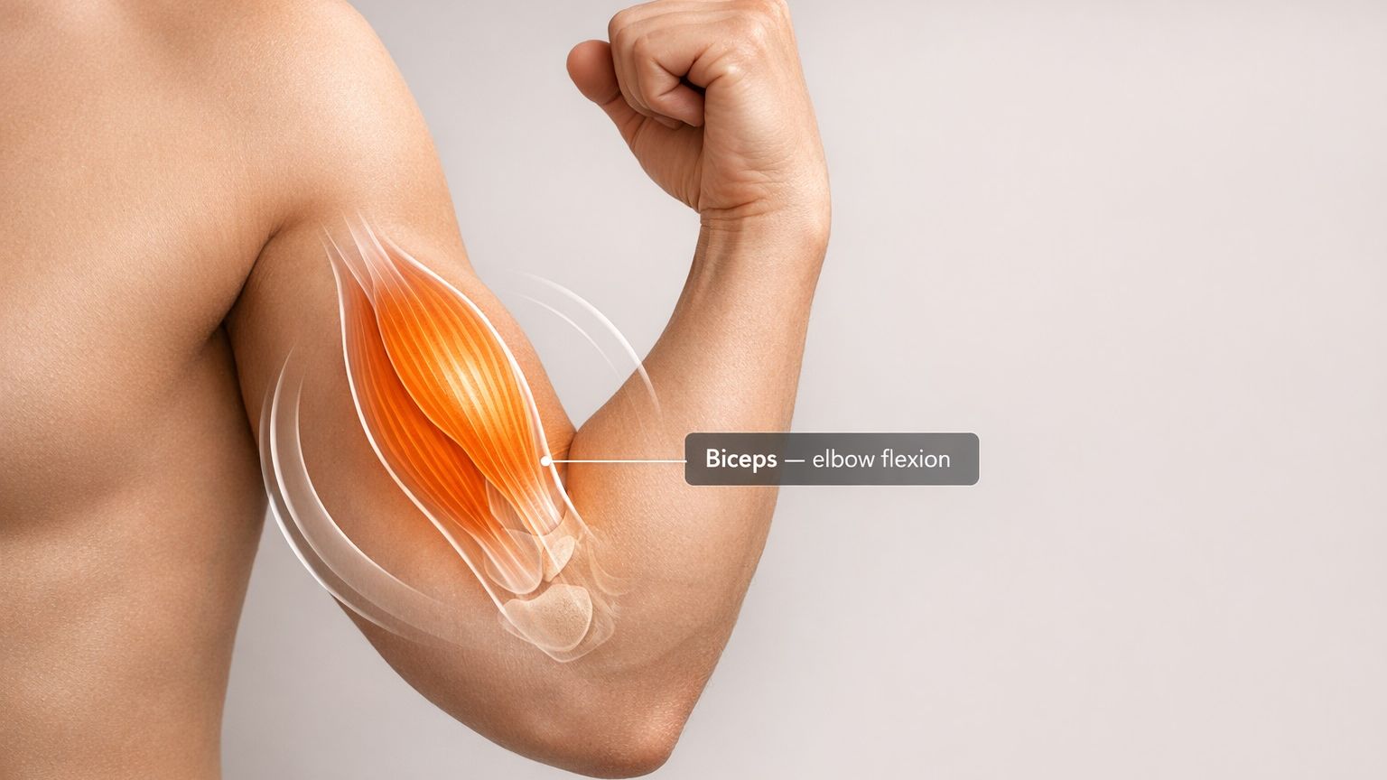 muscle-function-analyzer-institute-of-human-anatomy