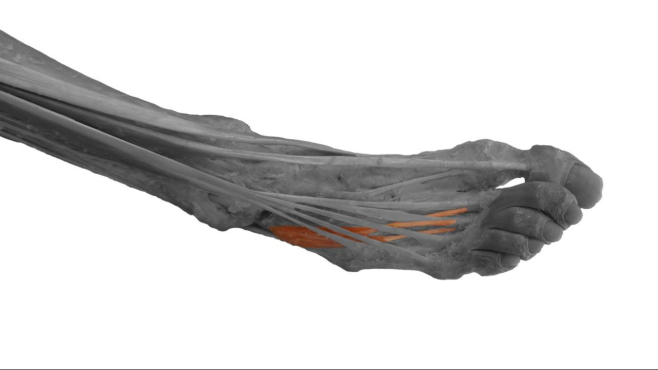 Dissected human foot specimen showing the detailed difference between muscles and tendons in the ankle.
