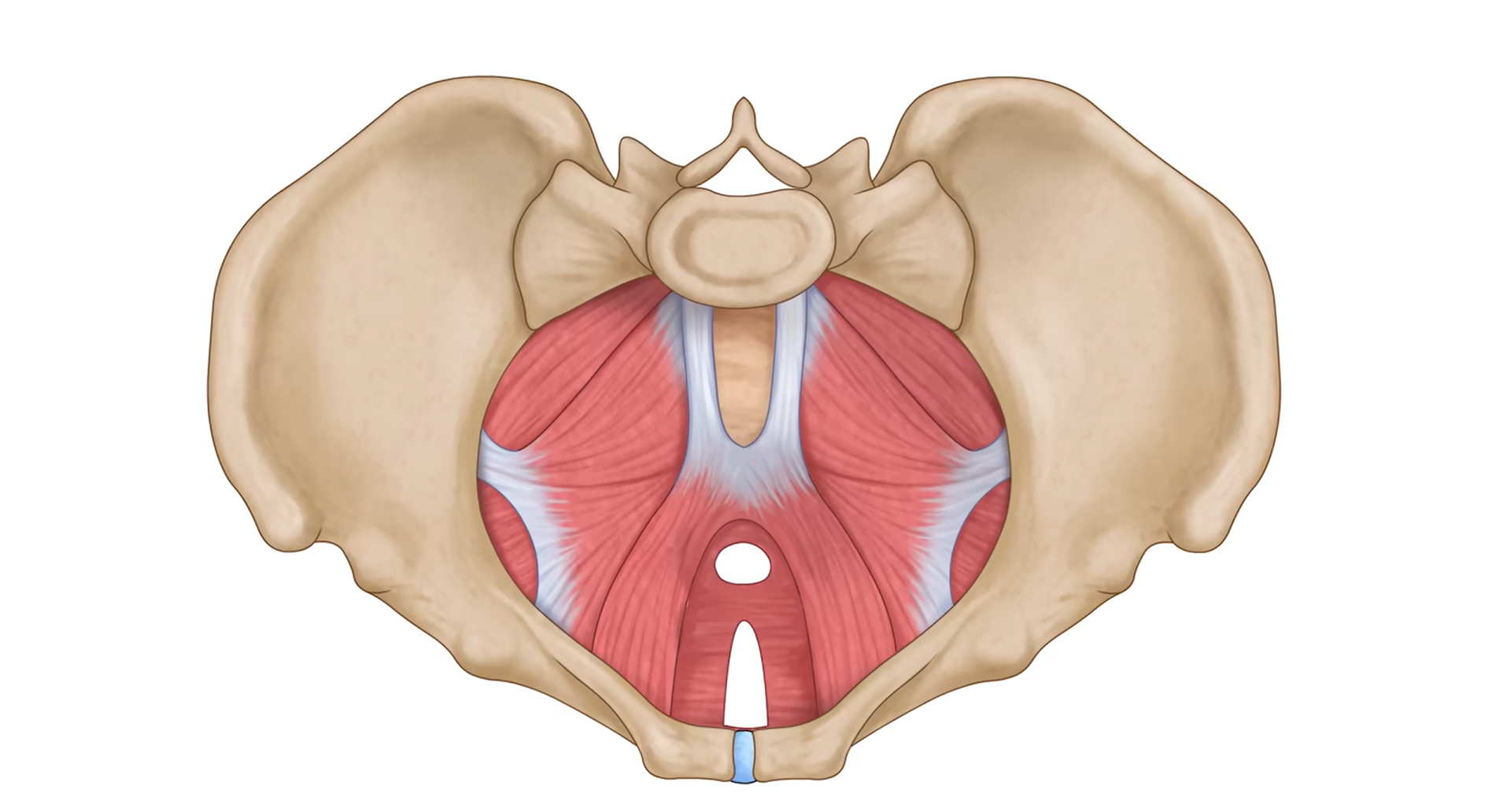 Superior view of the female pelvic floor muscles (pelvic diaphragm), showing the levator ani and coccygeus muscles, with urethral, vaginal, and rectum openings. Illustrates the muscular support of pelvic organs and functional anatomy relevant to pelvic health and sexual physiology.