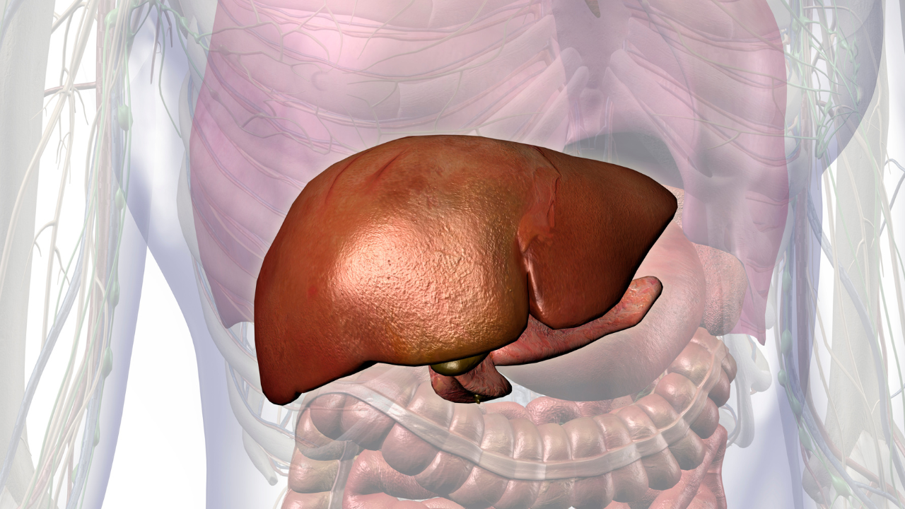 3D medical illustration highlighting the human liver and gallbladder within the abdominal cavity.