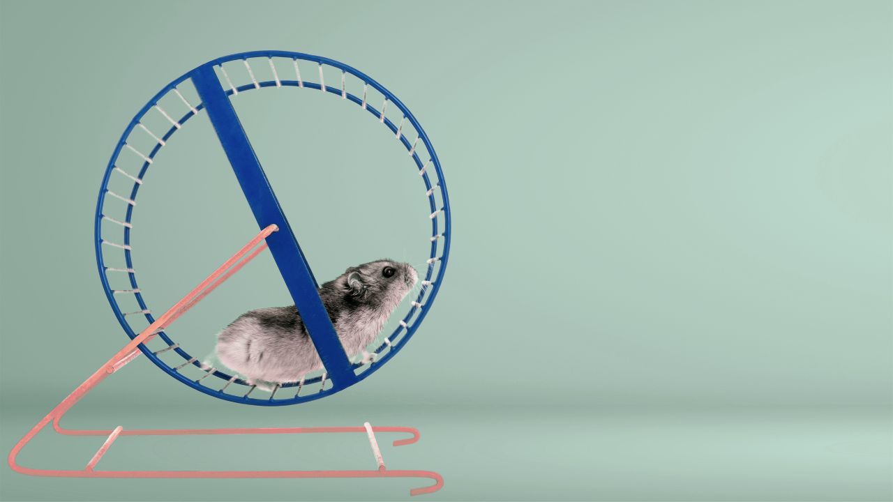 hamster on a wheel