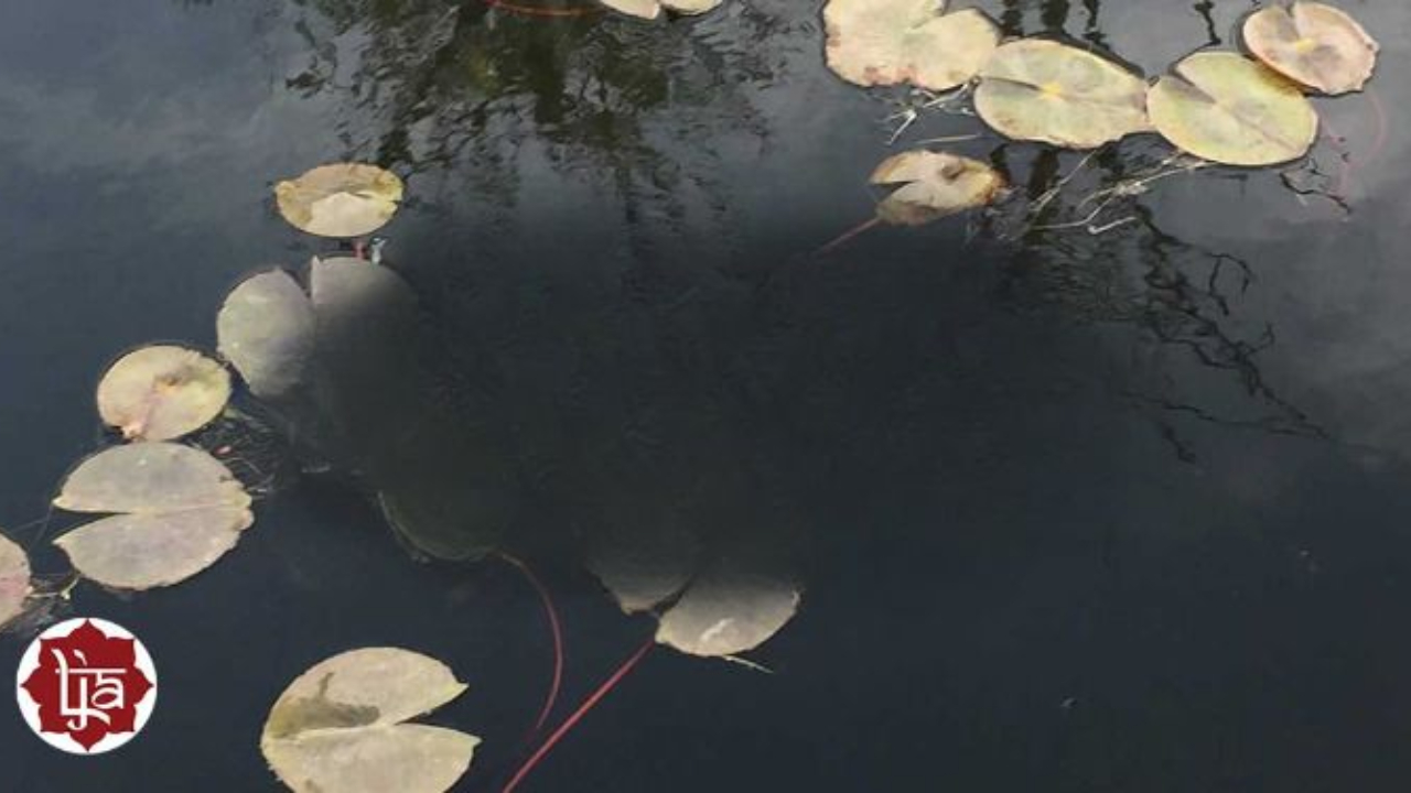 The Self is established in the light of consciousness and that light of consciousness is anavayavā saṁvit, it is anavayavā, without differentiated bodies.