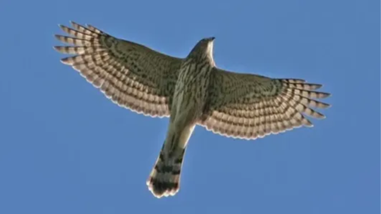 Coopers Hawk