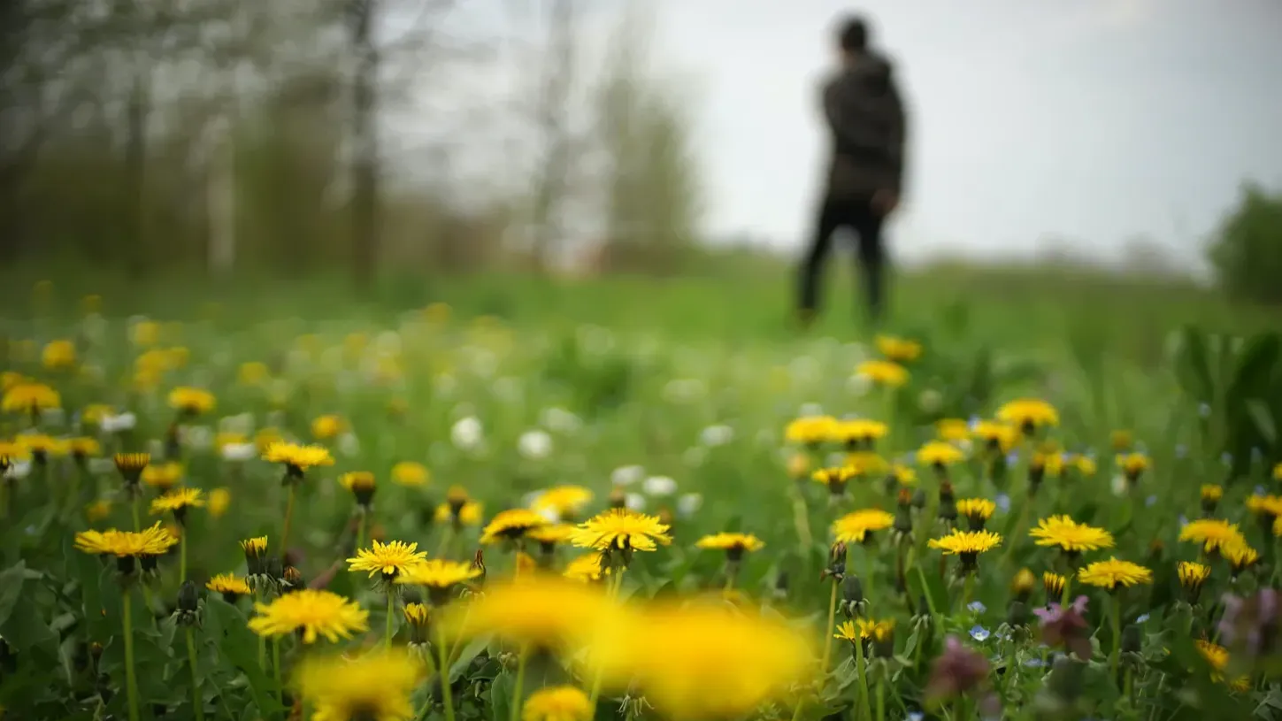 Dandelions 