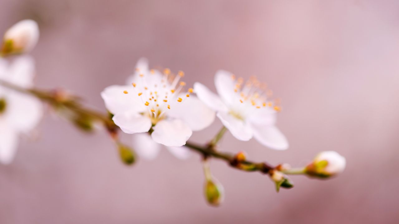 Close up of two cherry blossoms and a bud. 