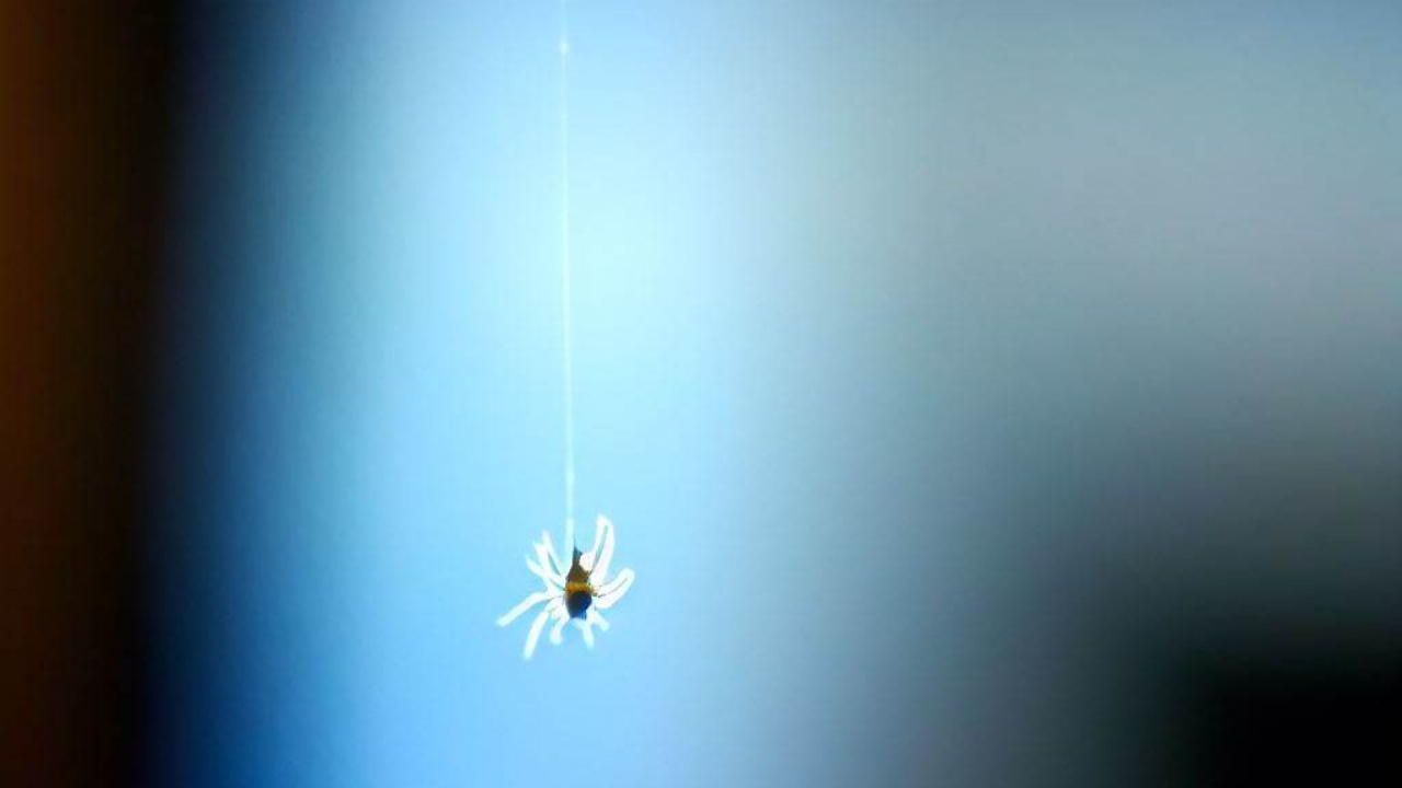 Tiny Desk Spider