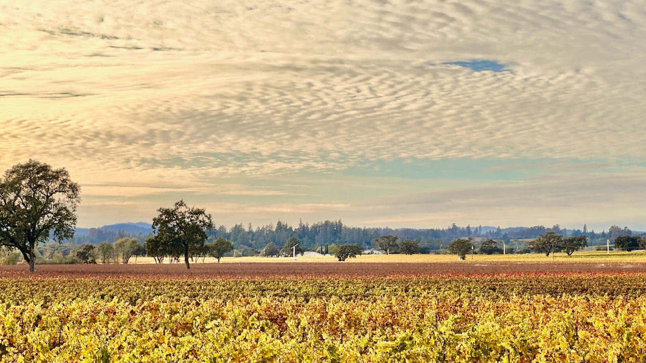 fall colors in Sonoma county