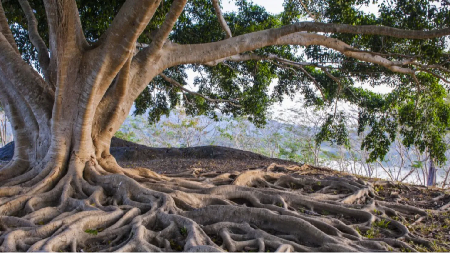 Sprawling tree roots as a metaphor for cultural re-rooting and Indigenous identity restoration.