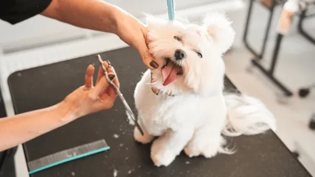 A dog getting groomed by a professional dog groomer.