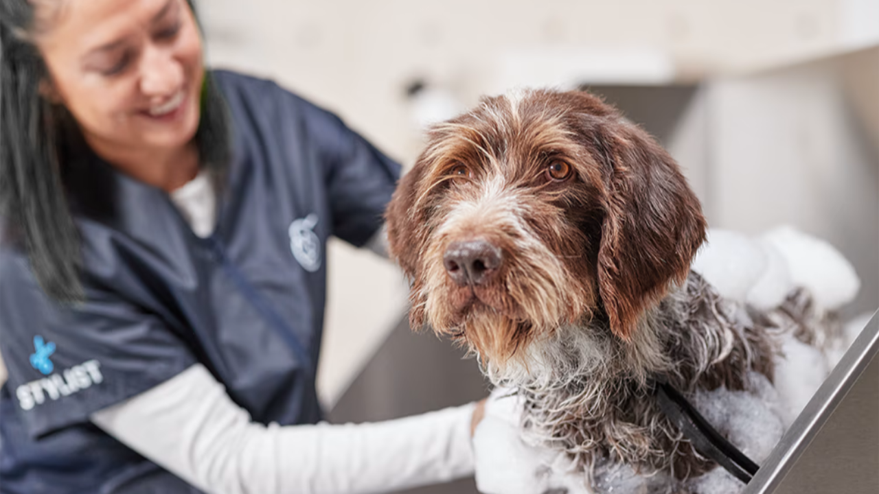 A dog getting groomed by a professional dog groomer.
