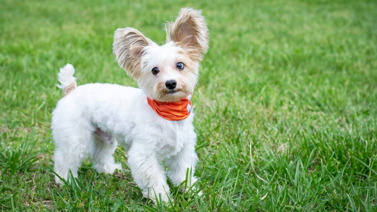 A freshly groomed dog outside