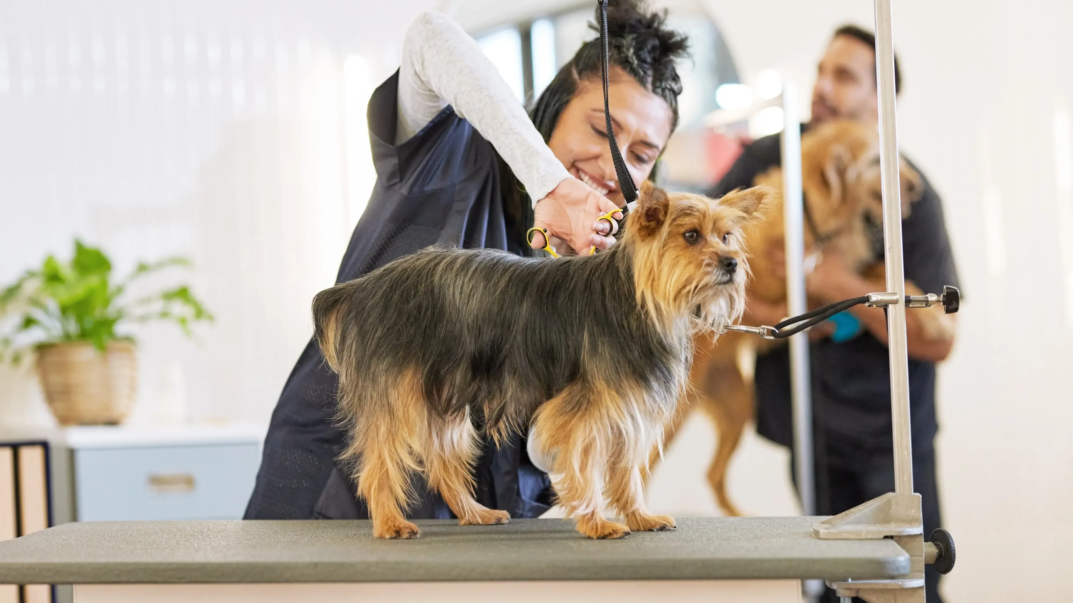 A dog getting groomed by a professional dog groomer.