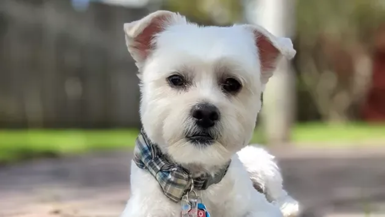 A freshly groomed dog