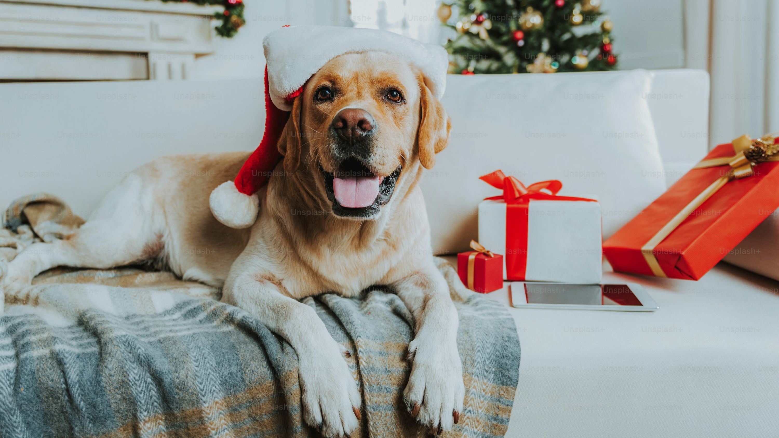 Christmas dog