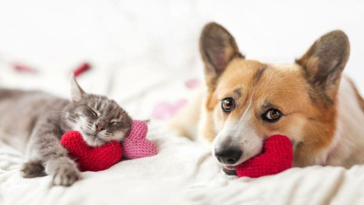 Pet Valentines Day