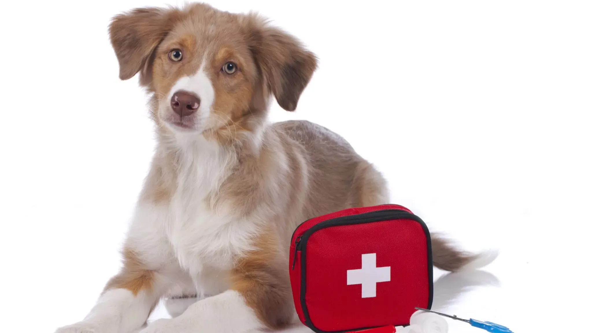 Dog with a first aid kit