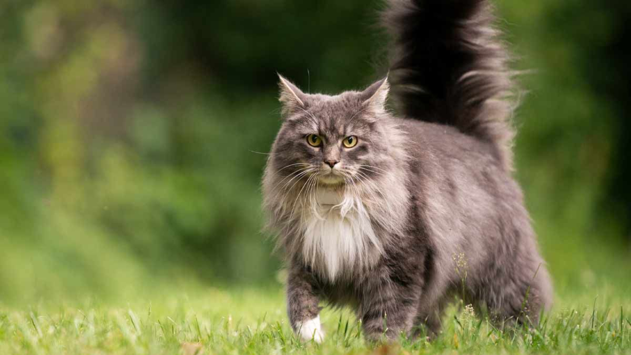 A mainecoone cat outside