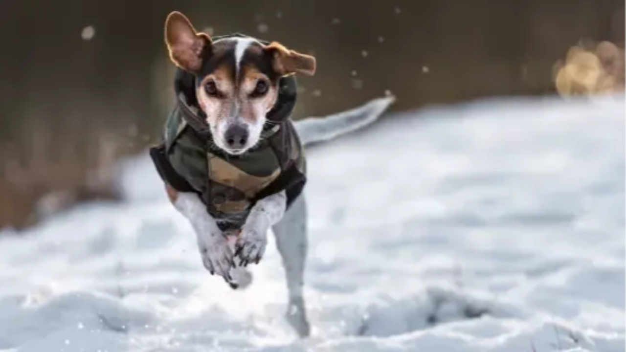 A dog running outside in the winter