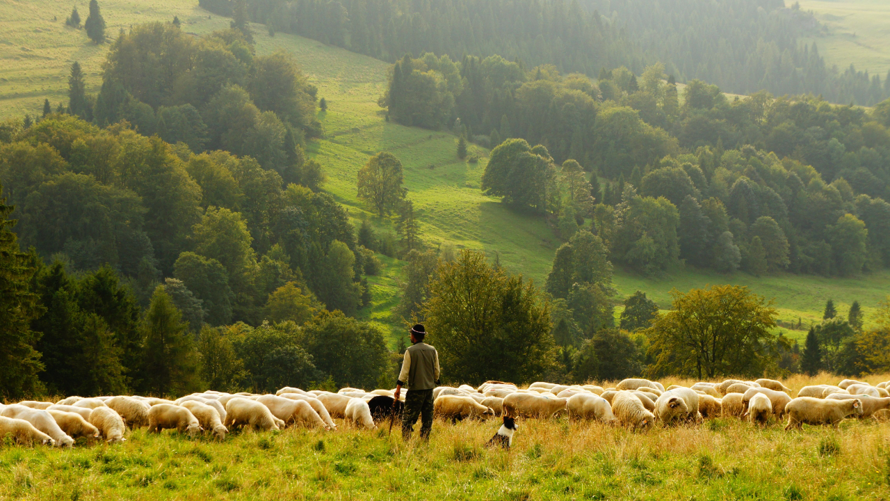 A shepherd standing in a field with a herd of sheep guiding and protecting them.