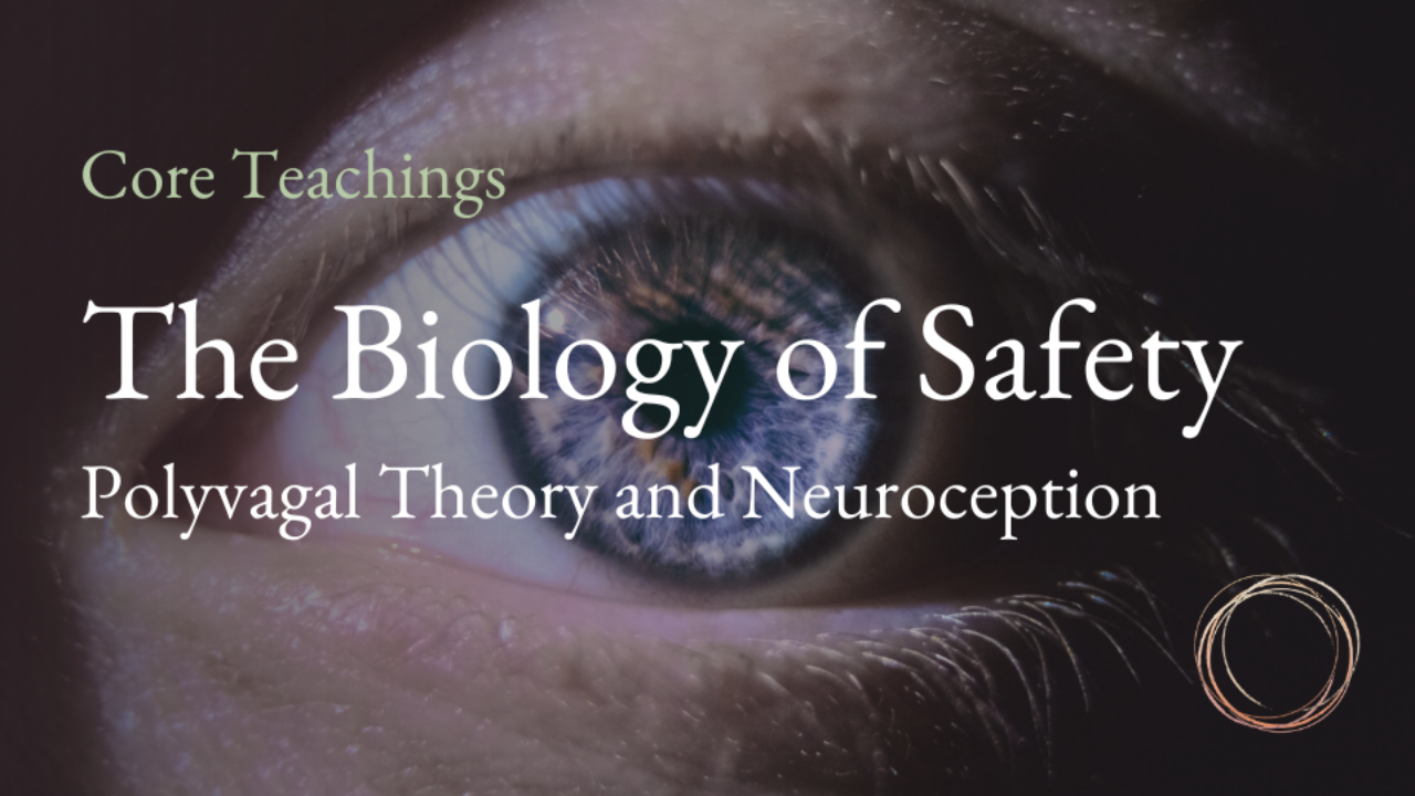 The Biology of Safety | Embodied Intimacy