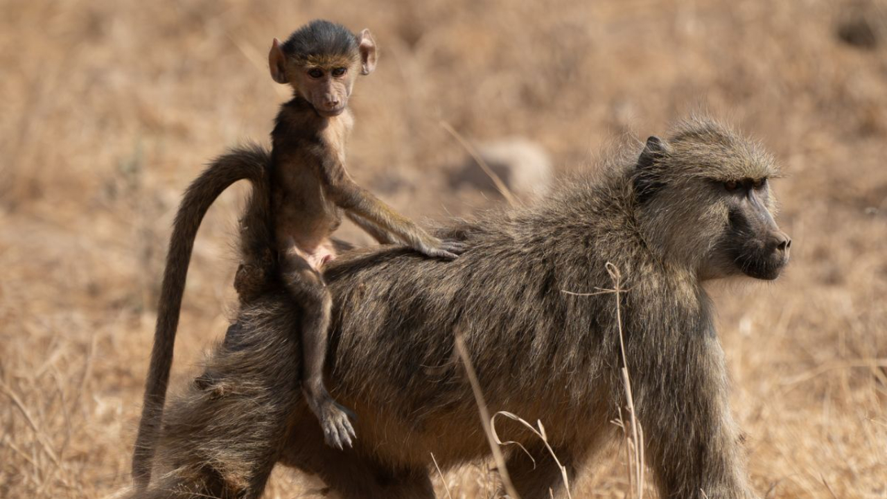 money on mom's back in amboseli kenya
