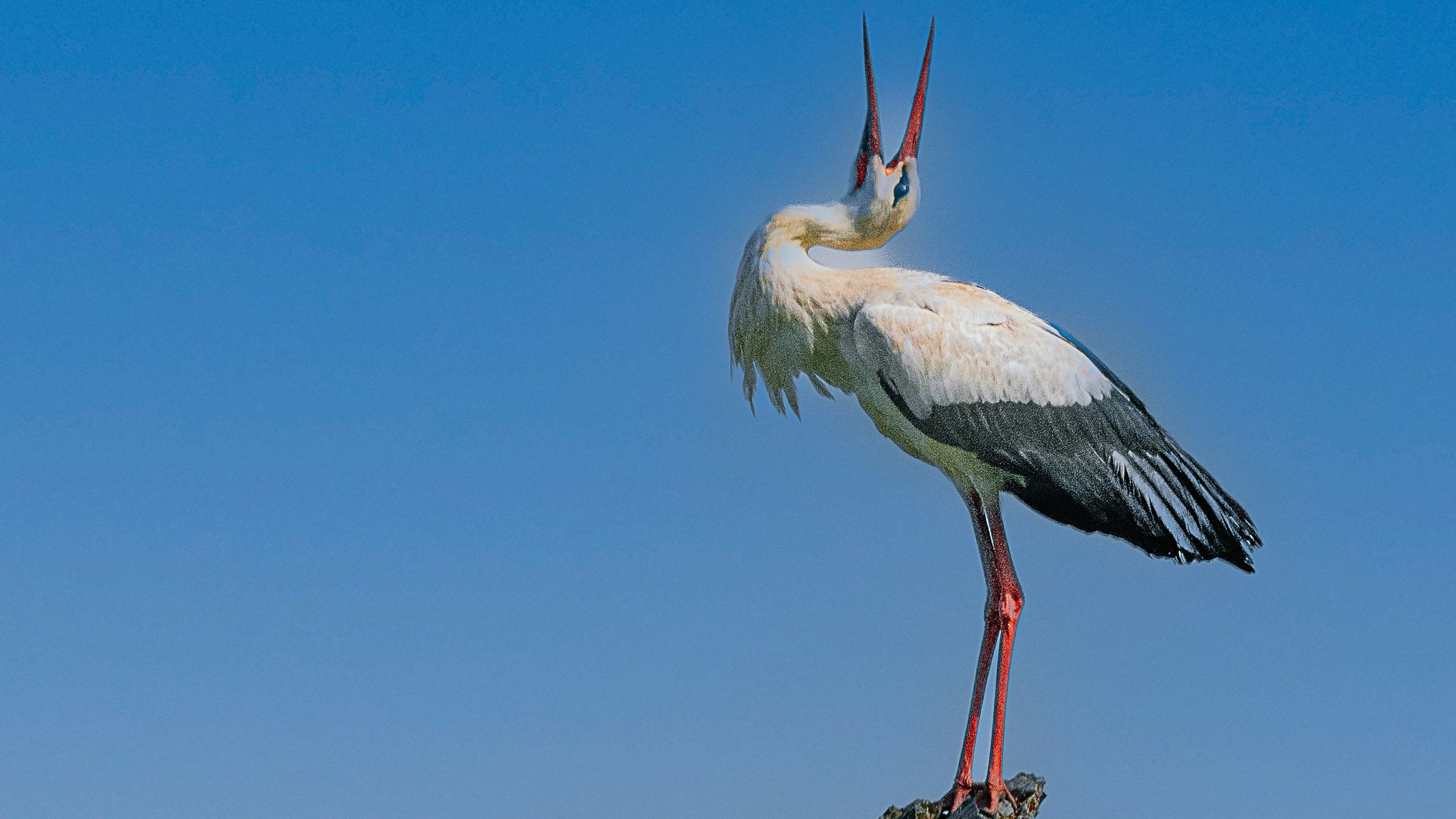 A frustrated stork