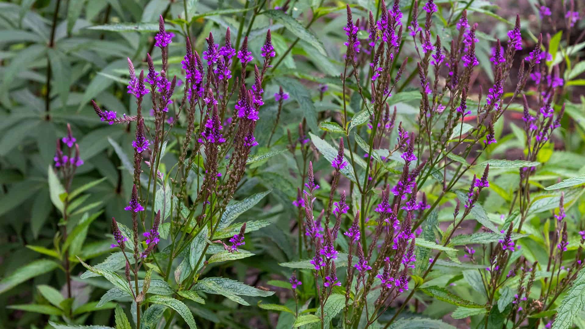 Blue Vervain Uses and Plant Profile